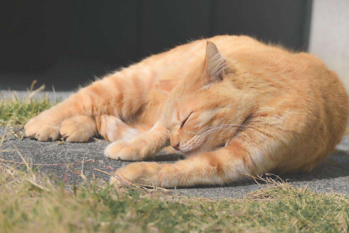 「way to spend one's holiday」

  #nikon 
 #nikonz50 
 #nikonphotos 
 #yourshotphotographer 
 #photography_makes_us_happy 
 #my_eos_photo 
 #cats_of_world 
 #catlover 
 #catphoto 
 #straycat 
 #photogram 
 #photography 
 #lightroom 
 #lightroomphotography