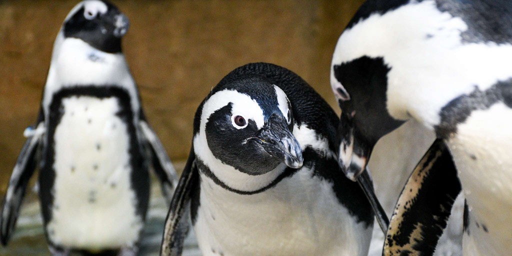 Happy #WorldPenguinDay!🐧 Waddle over to the Louisville Zoo today to see the Little penguins and African penguins in the Islands zone from 10 a.m. – 5 p.m., exit by 6 p.m. Retweet if you love penguins! 

📸Callie Wells and Janae Rangel