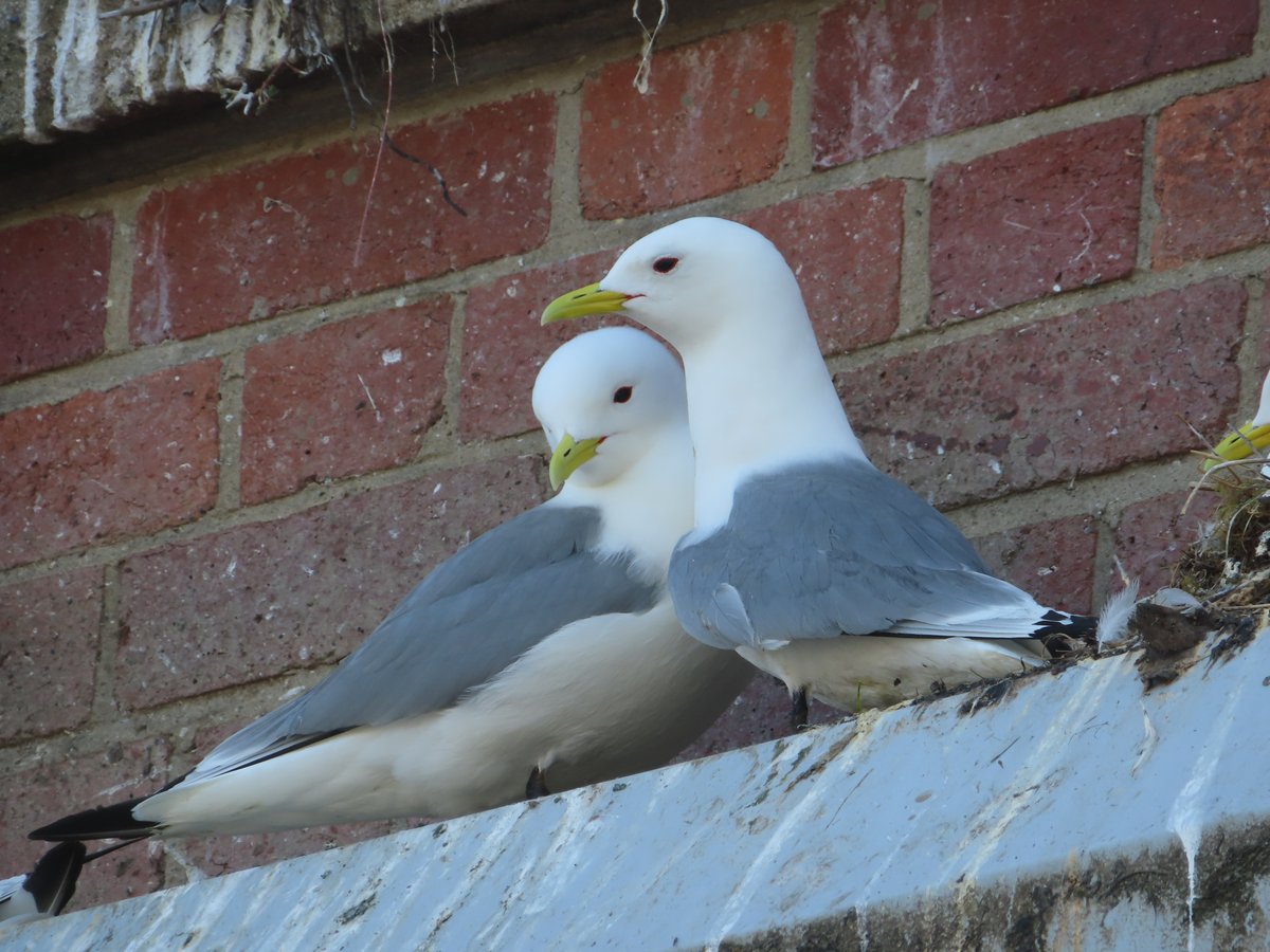 The Newcastle-Gateshead quayside is home to the most inland breeding colony of kittiwakes in the world. And you can watch them live on our website: durhamwt.com/kittiwake-cam Help keep the cameras rolling for future kittiwake seasons by donating at durhamwt.com/donate 😊