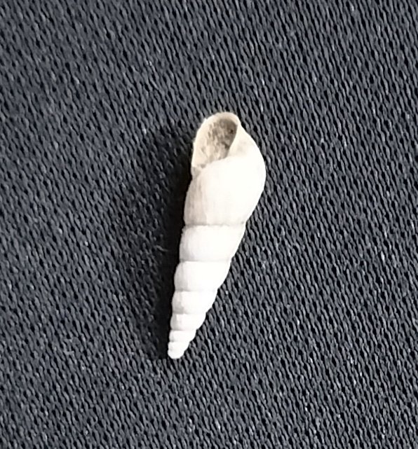 Garden treasures! 😍😍
Got this little snail in my garden. It's less than one inch long. It's just a shell. 

#shankh #snail #riversnail #phonephotography #garden