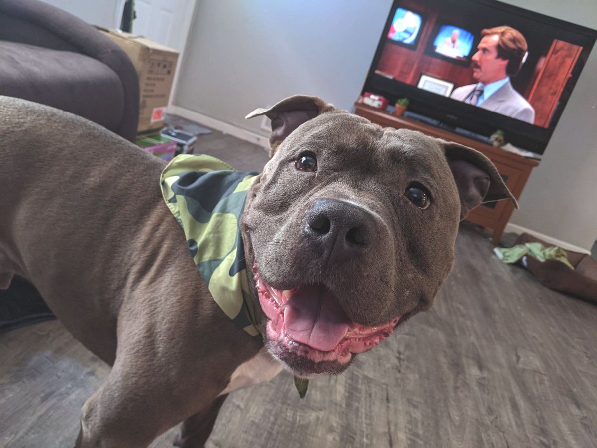 'Happy House Hippo' submitted by Michelle F *** Happy Howie's happy dog of the week!⁣⠀⁠ ⠀⁣⠀⁠ #tbt #throwbackthursday #dogsofinstagram #happyhowies #happydogphotocontest