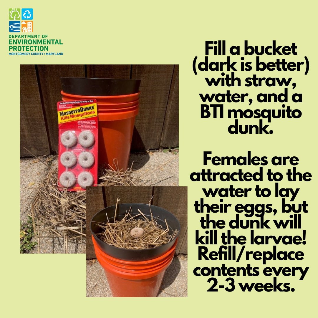 As the weather warms up, start reducing mosquitos without toxic chemicals with this simple trap! If you and your neighbors have traps all season, we can collectively make our yards more livable and protect pollinators from pesticides. Learn more: mygreenmontgomery.org/2022/control-m…
