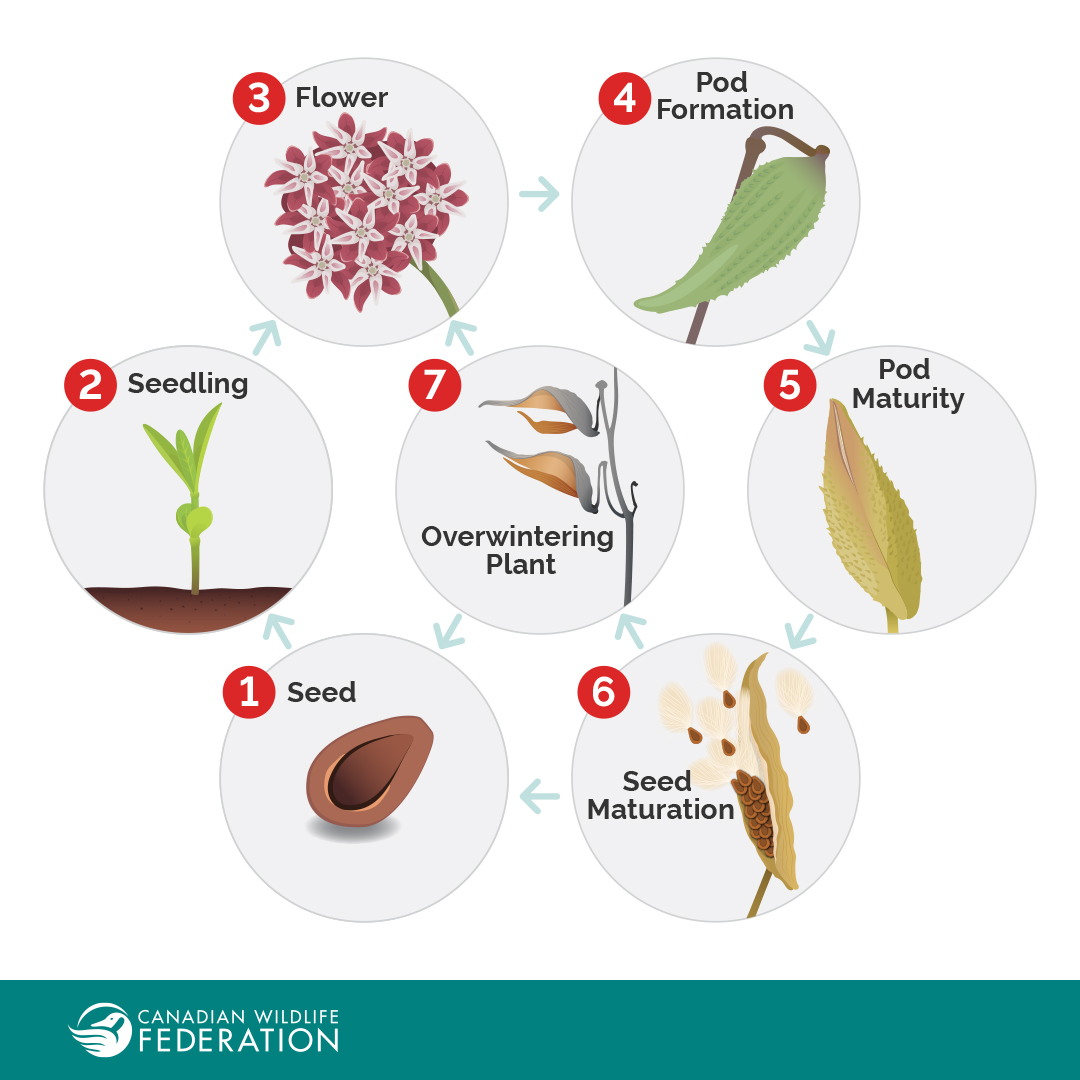 #DYK a common milkweed pod can reproduce an average of 244 seeds a pod?! Check out these stages of the #milkweed lifecycle below 👇 To learn more about the common milkweed and where it can be found visit CWF's native plant encyclopedia: ow.ly/juf650RmFR3