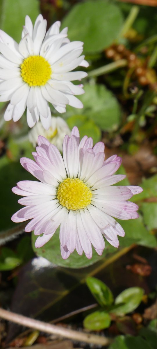 The mere sight of daisies invokes childhood feelings of innocence & happiness. Their 'flower' is actually a composite of lots of little yellow disc flowers surrounded by petal like white ray flowers (I think that's right) But more importantly, a child wearing a daisy chain on…