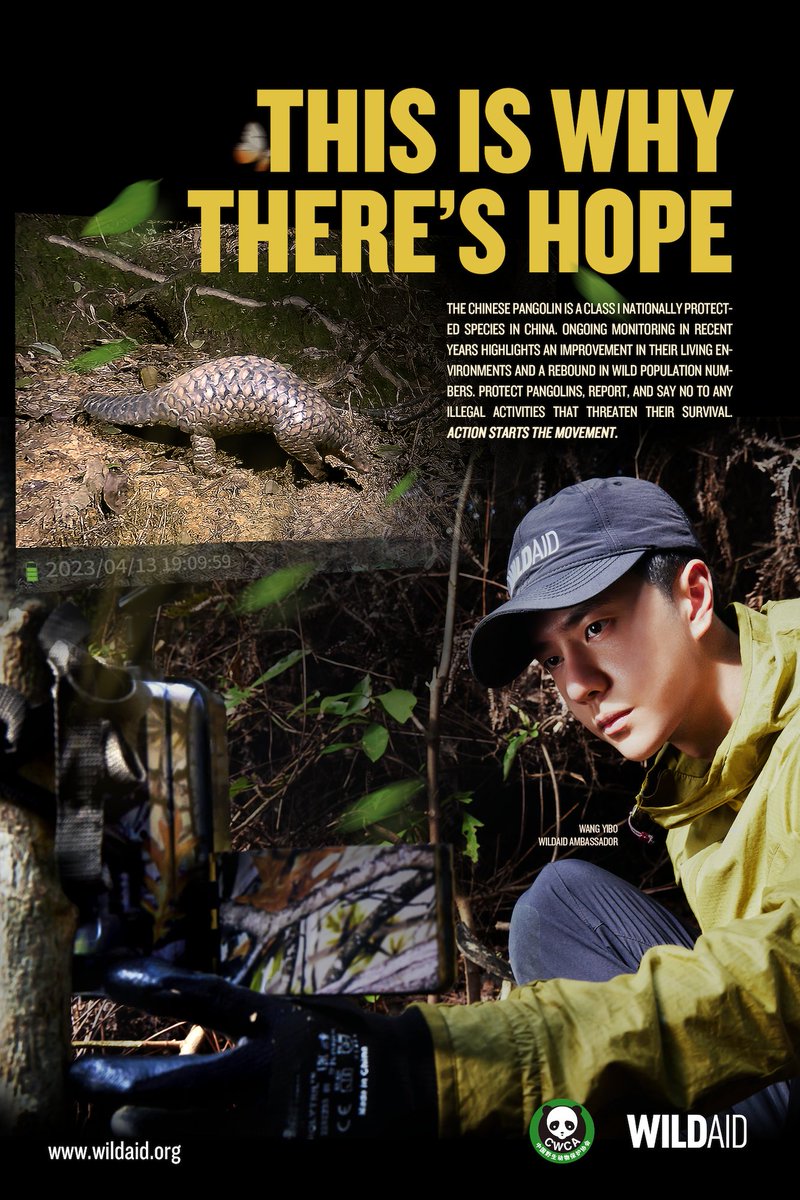 In case you missed it: There’s hope for Chinese pangolins! Once on the brink of extinction due to habitat loss & poaching, these critically endangered creatures show signs of recovery. #WangYibo teamed up with us for our latest campaign to spread the word: wildaid.org/wang-yibo-team…