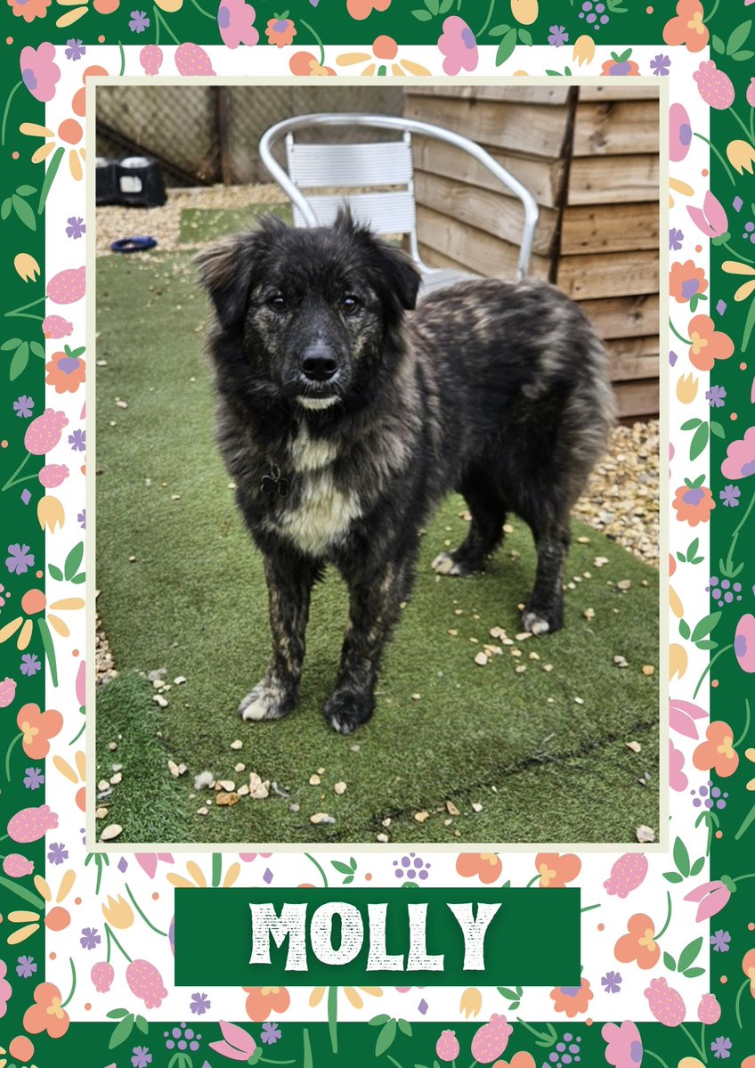 Molly would like you to retweet her so the people who are searching for their perfect match might just find her 💚🙏 oakwooddogrescue.co.uk/meetthedogs.ht… #teamzay #dogsoftwitter #rescue #rehomehour #adoptdontshop #k9hour #rescuedog #adoptable #dog