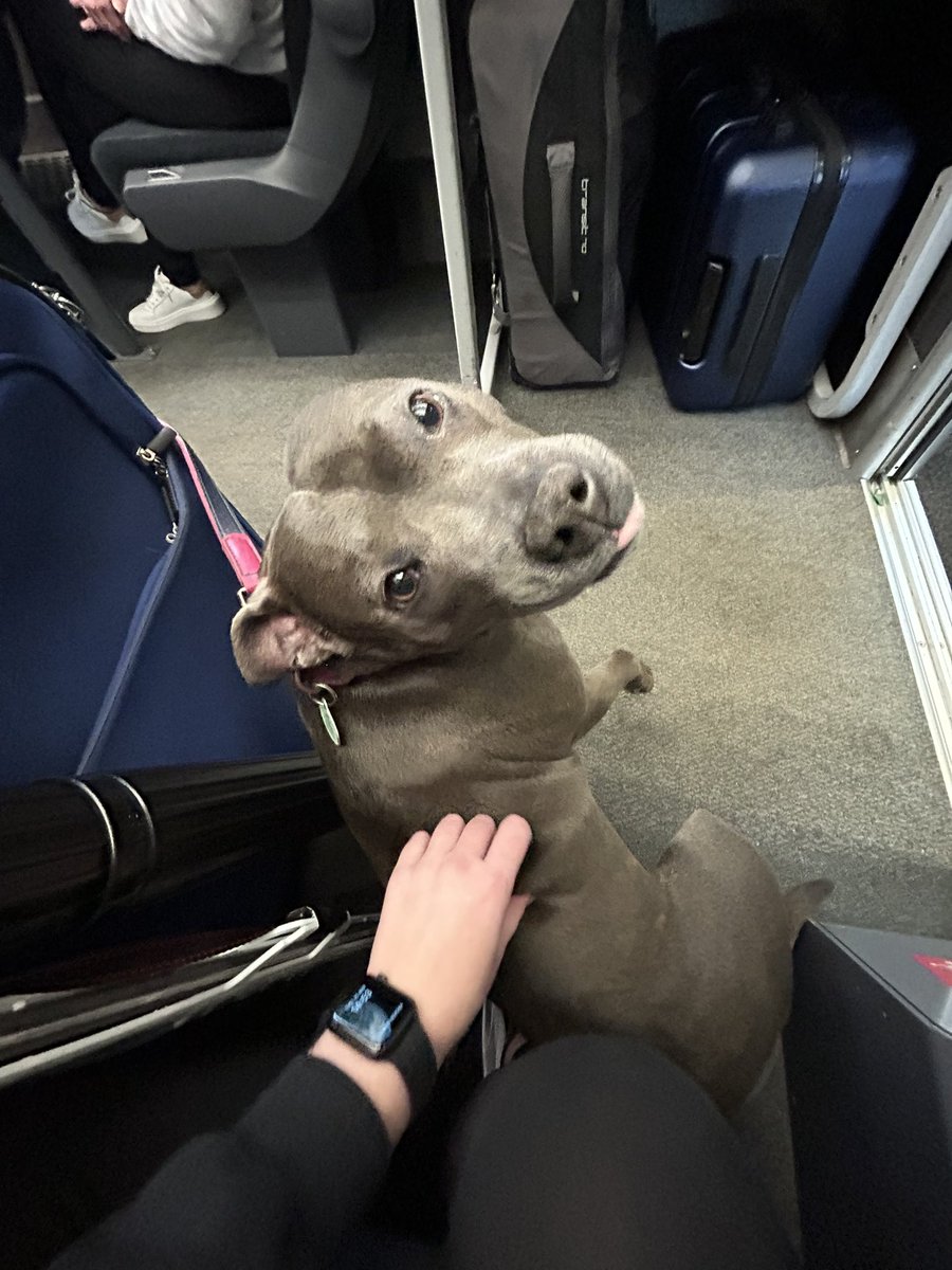 The guy in front brought little Ivy on the train today and she took passenger welcoming to the next level! 🐾 Dogs on trains; great idea 🤩🚂 @GWRHelp #londonbound