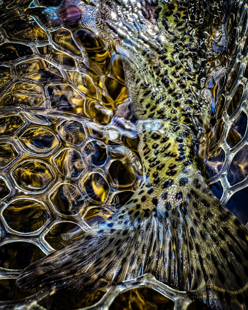 'Spots on Spots.' // image by Dr. Katherine Mulski @kathonthefly • •⁠ •⁠ •⁠ #trout #troutbum #flyfishingaddict #flyfishingadventures #flyfishing #angling #fishing #fishpondusa #fish #keepemwet #flyfishinglifestyle #flyfishingvibes #troutonthefly #flyfishingjunkie