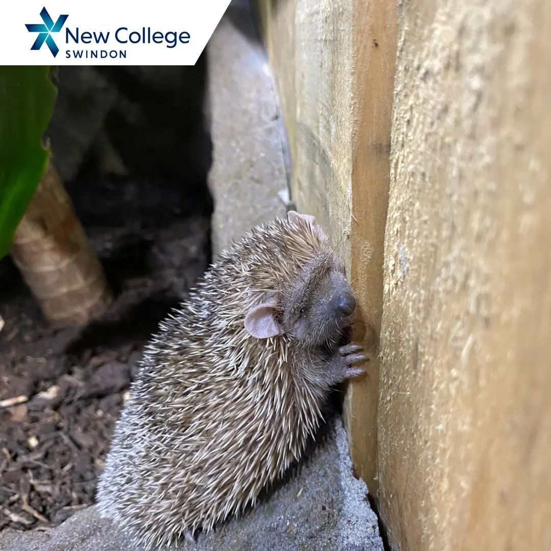 Did you know we have 100+ animals in our Animal Management Centre? 🐑 🦎 🦜 🕷️ 🐰 Courses 👉 buff.ly/4a0Mmnu