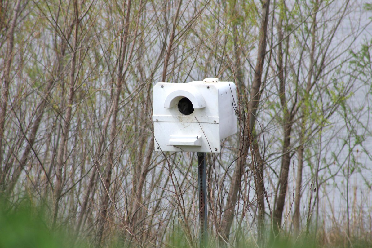 Peek-a-hoo 🦉 A pair of barn owls were spotted earlier this month using a nest box at our Emiquon preserve. 📸 Camryn Cutinello/@WCBURadio