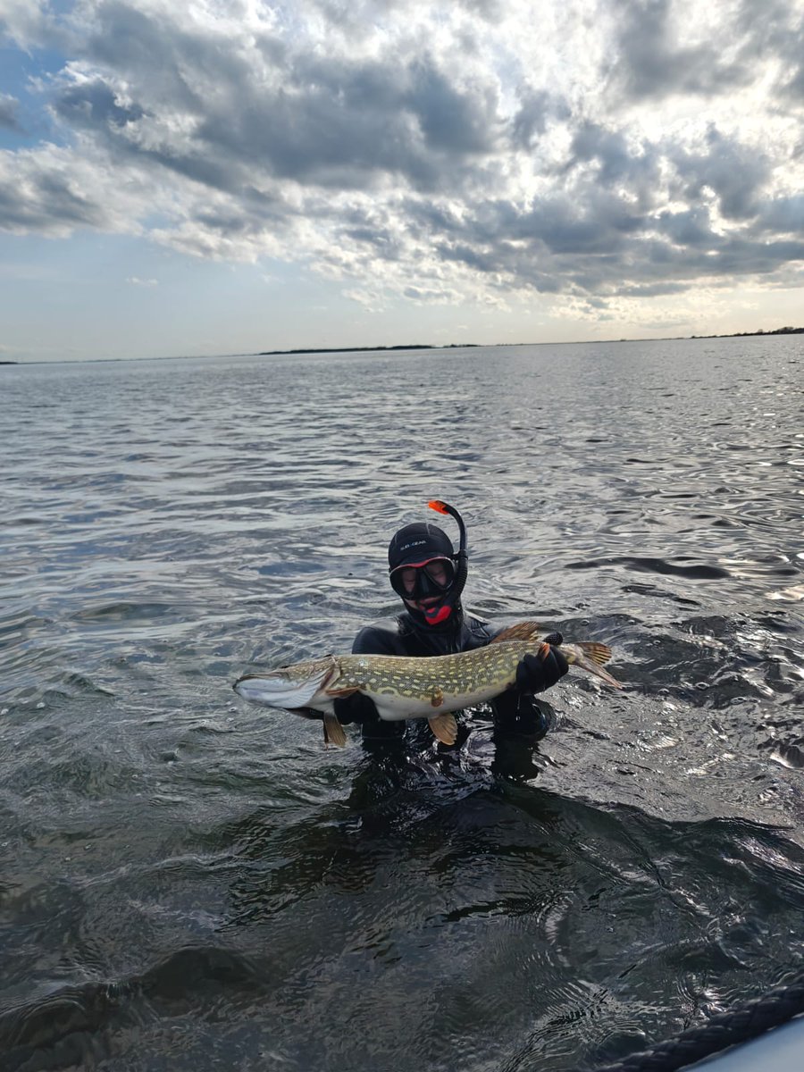 Combining snorkeling surveys of macrophytes with sampling fish. This northern pike was snug in the plants, apparently thinking 'if I don't see you, you don't see me 🙈'. Thought I'd try to catch it for the hell of it... but it actually worked! 😳😅