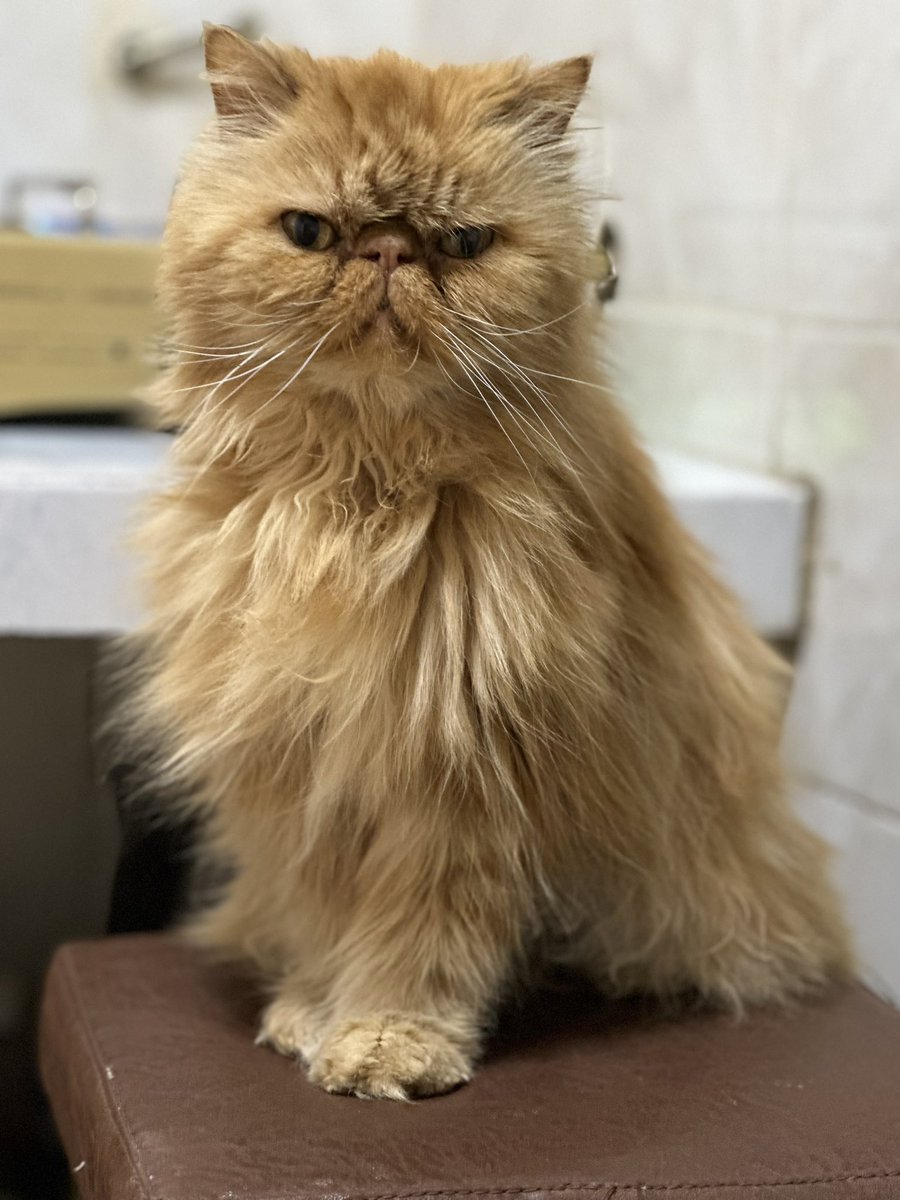 SoyVete's tweet image. Poroto