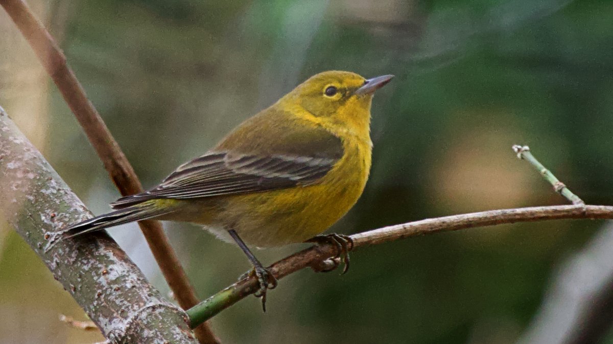 Pine Warblers that breed in the northern U.S. and Canada migrate to wintering grounds in the southeastern U.S., where there are also resident populations. It is one of the first warblers to return in spring and the only warbler that regularly eats seeds. #FeatheredFactFriday
