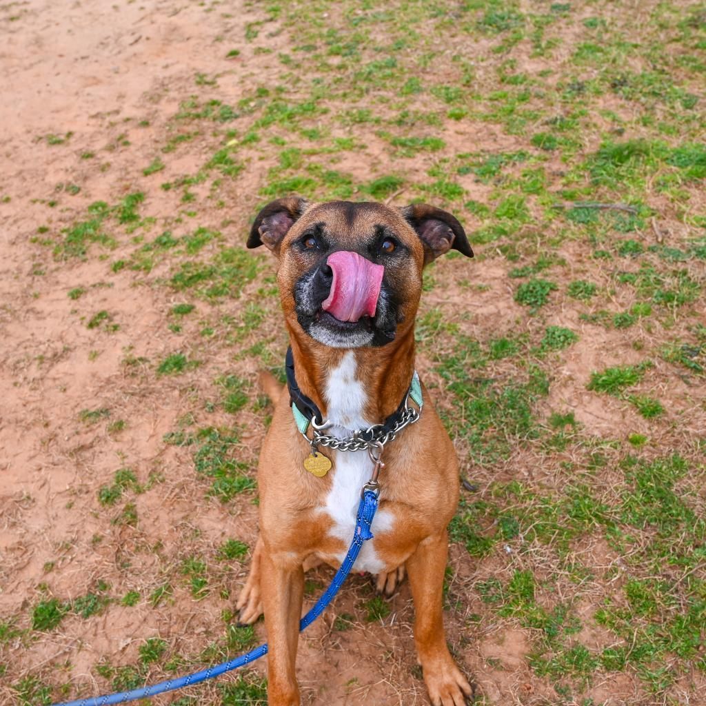 Meet Danny, the energetic pup who's all about playtime! While he's a social butterfly with his canine pals, he's not the biggest fan of our feline friends. At 4 years old, neutered, and heartworm treated, Danny is ready to bring joy and excitement to his forever home.