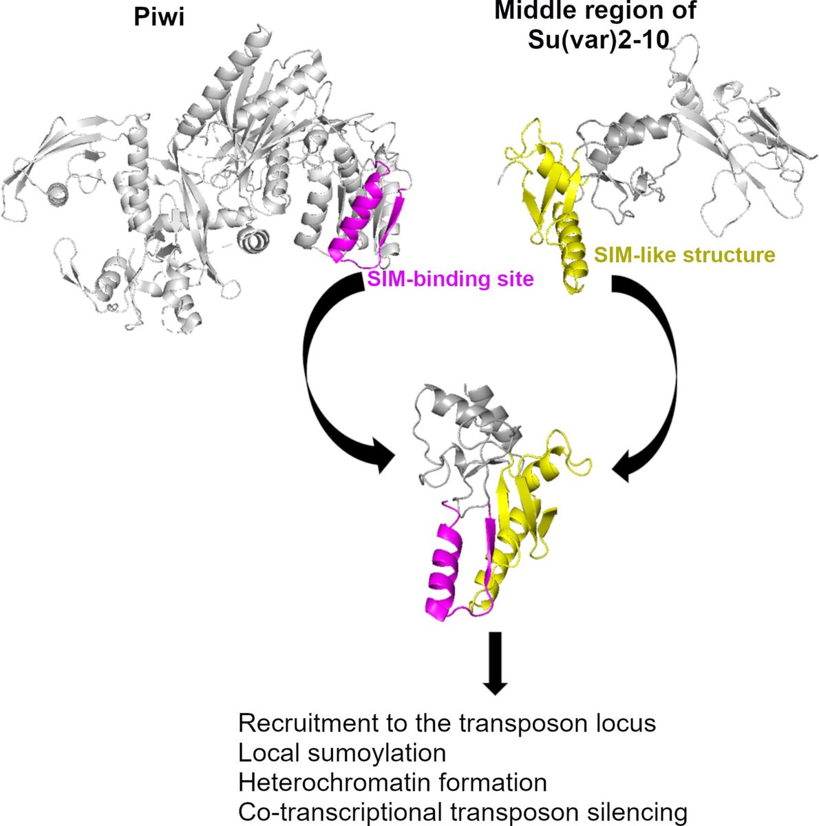 🪰Erdélyi & team @BiochemBrc propose a model in which Piwi initiates local #sumoylation in the silencing complex, thus contributing to transcriptional silencing of #TransposableElements in #Drosophila: 🪰buff.ly/4aMqjlD #OpenAccess #GeneExpression