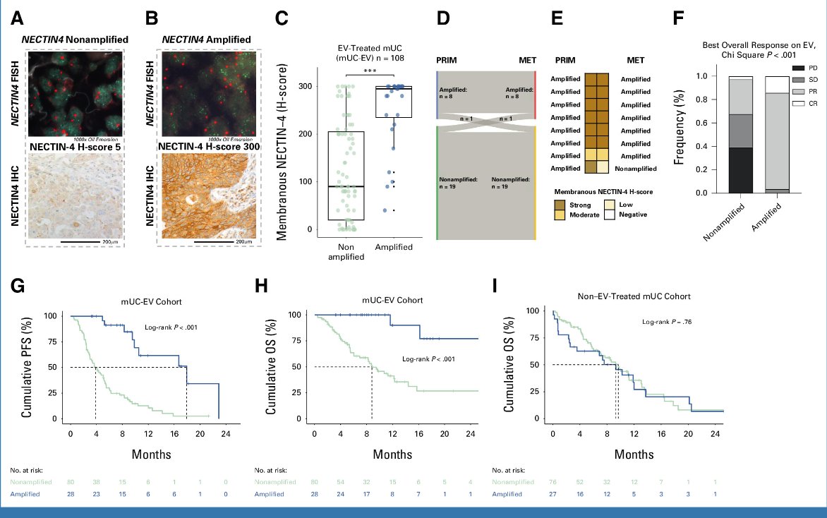 Out in @JCO_ASCO NECTIN4 Amplification predicts Enfortumab Vedotin response in Urothelial Cancer #mUC 💊 96% response rate to EV therapy in amplified cases vs 32% in others (P < .001). ➡️Perhaps we need to look deeper than IHC for other ADCs too? 🤔 ascopubs.org/doi/full/10.12…