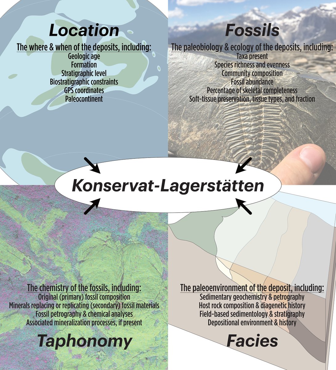Fresh of the press. Fossil-Lagerstätten are the most important windows into ancient ecosystems. However their classification and what makes an exceptionally preserved fossil have been inconsistent. Paper (50 free downloads): sciencedirect.com/science/articl…
