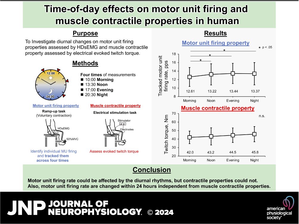 ➡️This study by @TetsuyaHirono22 et al. aimed to investigate the time-of-day effects on neural excitability & muscle contractile properties by assessing the firing properties of tracked #MotorUnits & electrically evoked twitch muscle contraction. 🖱️ow.ly/A3zQ50RiXj8
