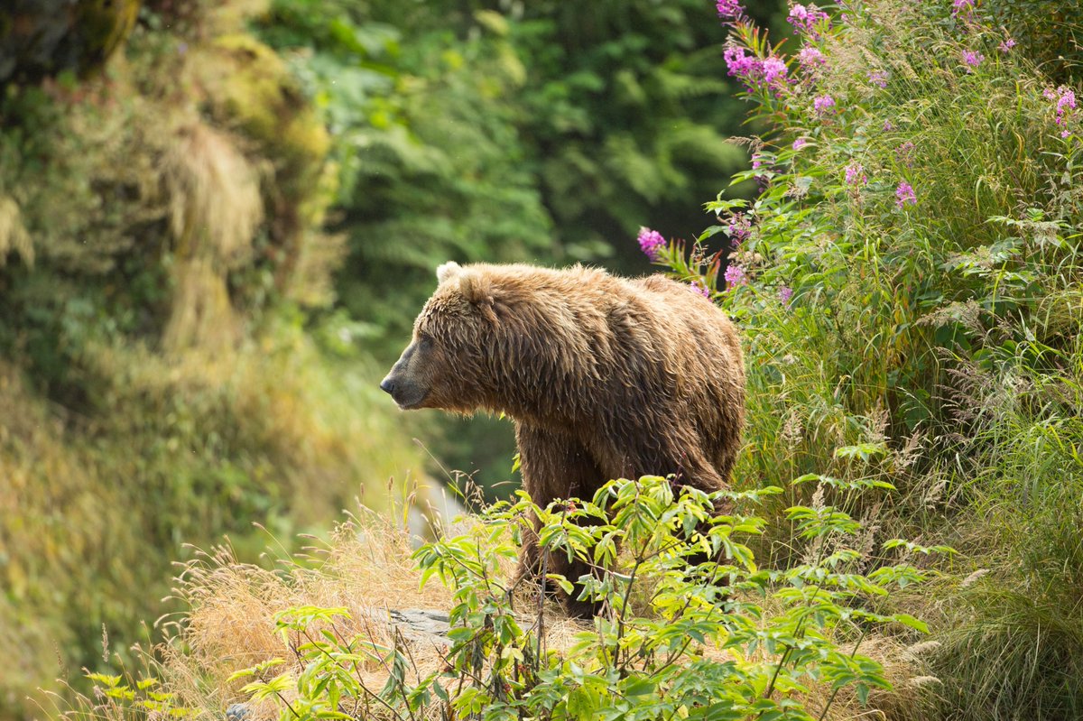 The @NatlParkService and @USFWS have announced a decision to actively restore grizzly bears to the North Cascades, where they roamed until nearly hunted to extinction in the area during the 20th century. News release: nps.gov/noca/learn/new… (1/4)