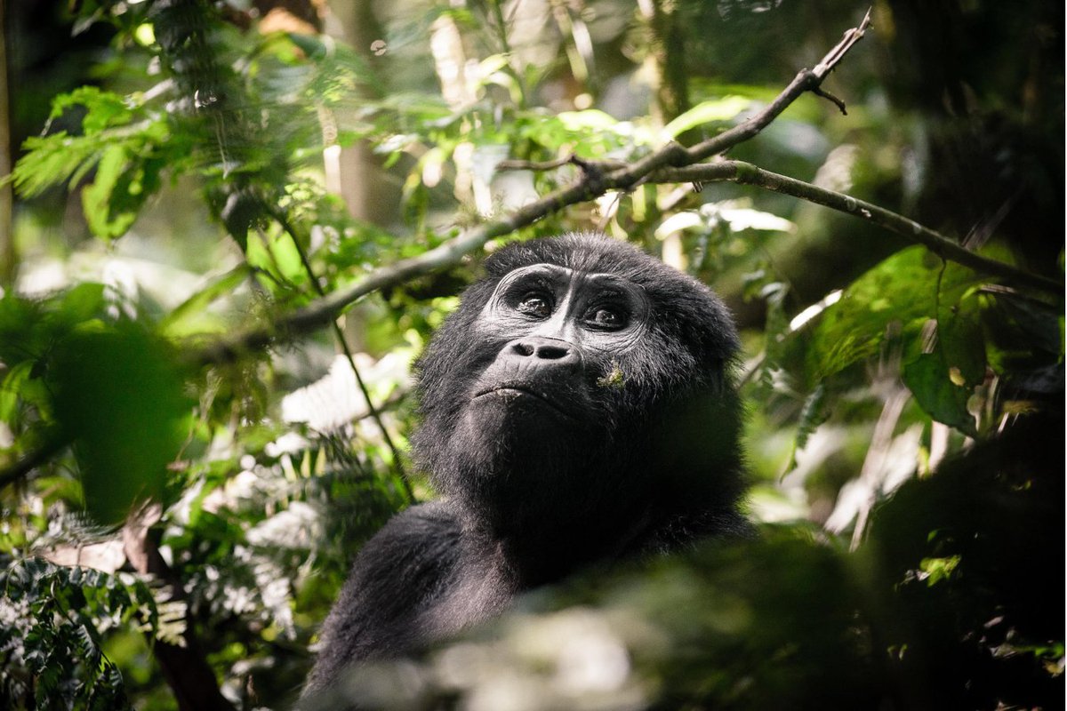 Once-in-a-lifetime encounters with #Uganda’s endangered #gorillas awaits at #Bwindi_Impenetrable_Forest

📸 #SanctuaryGorillaForestCamp @sanctuaryretreats

#Vayenitravel #luxurytravel #DestinationManagementCompany #1dmc  #Africa #wildlifeconservation #findyoursanctuary#Gorillas