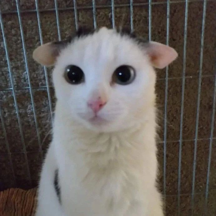Punch Cat (@punchingcat) on Twitter photo 