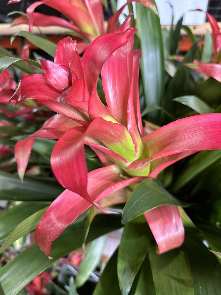 Bromeliads offer so much color when it comes to foliage! Such a great option for foliage for your next event! 🪴🌿🎨