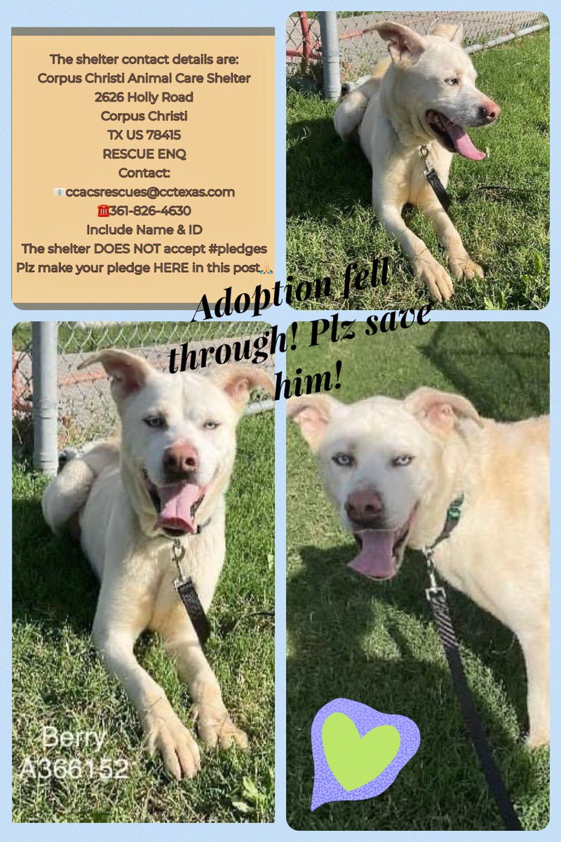 🆘How can beautiful BERRY #A366152 be adopted & then adopter backs out⁉️
AGAIN @ Corpus Christi ACS & of course bummed out‼️
All his dreams smashed!
Can a loving rescue, foster or REAL adopter please step up‼️
PLEDGE #RESCUE #FOSTER
#ADOPT
Let’s help make his dream come true!