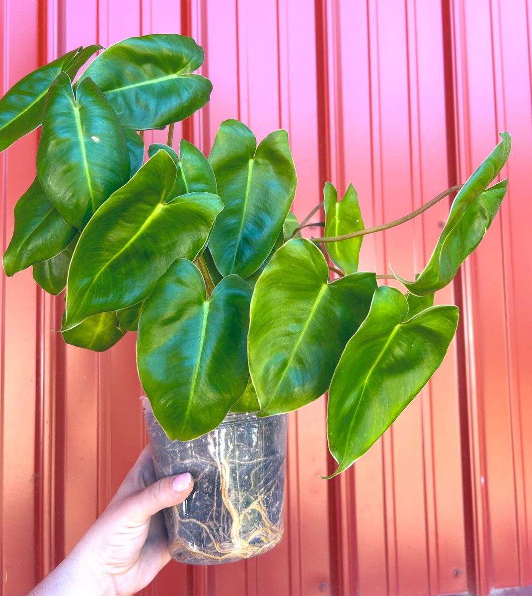 Look at that root system 🤌🏼

Philodendron Burle Marx, by far my most low maintenance plant I’ve ever had the privilege of growing. 

Tolerates under watering, tolerates over watering, grows like a weed, never needs filling out or propagation (but also props like a dream).