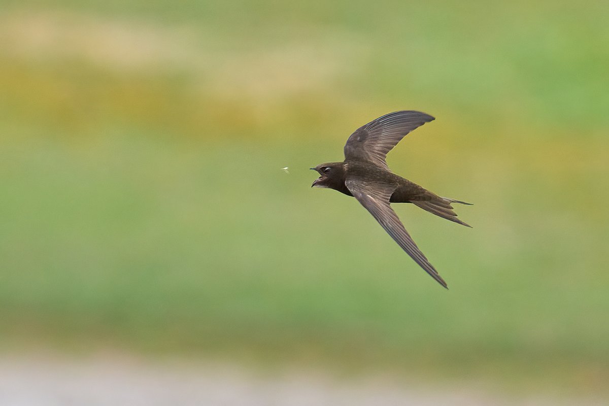 Wow ! - what a great day here @RSPBTITCHWELL - so many great birds out on the reserve - first Swift of the year along with Cuckoo, Common & Arctic Tern, Greenshank, House Martin & Bittern 👍🤘 📸 - Swift 📸📸 - Photo credit - Cliff Gilbert