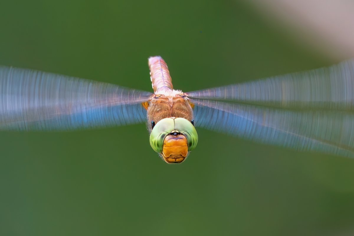 A special commendation goes to Ian Howarth for 'Flight of Fancy'. His photo of a Norfolk hawker dragonfly - taken at @WWTWelney - featured on the front cover of our Waterlife magazine. See the full shortlist here 👉 ow.ly/Wi7M50RnVJ2