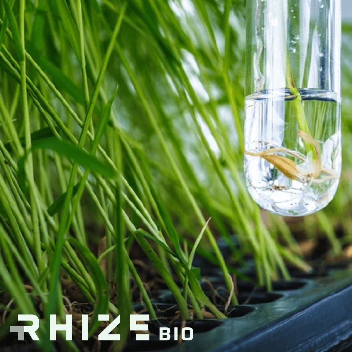 RhizeBio tweet media