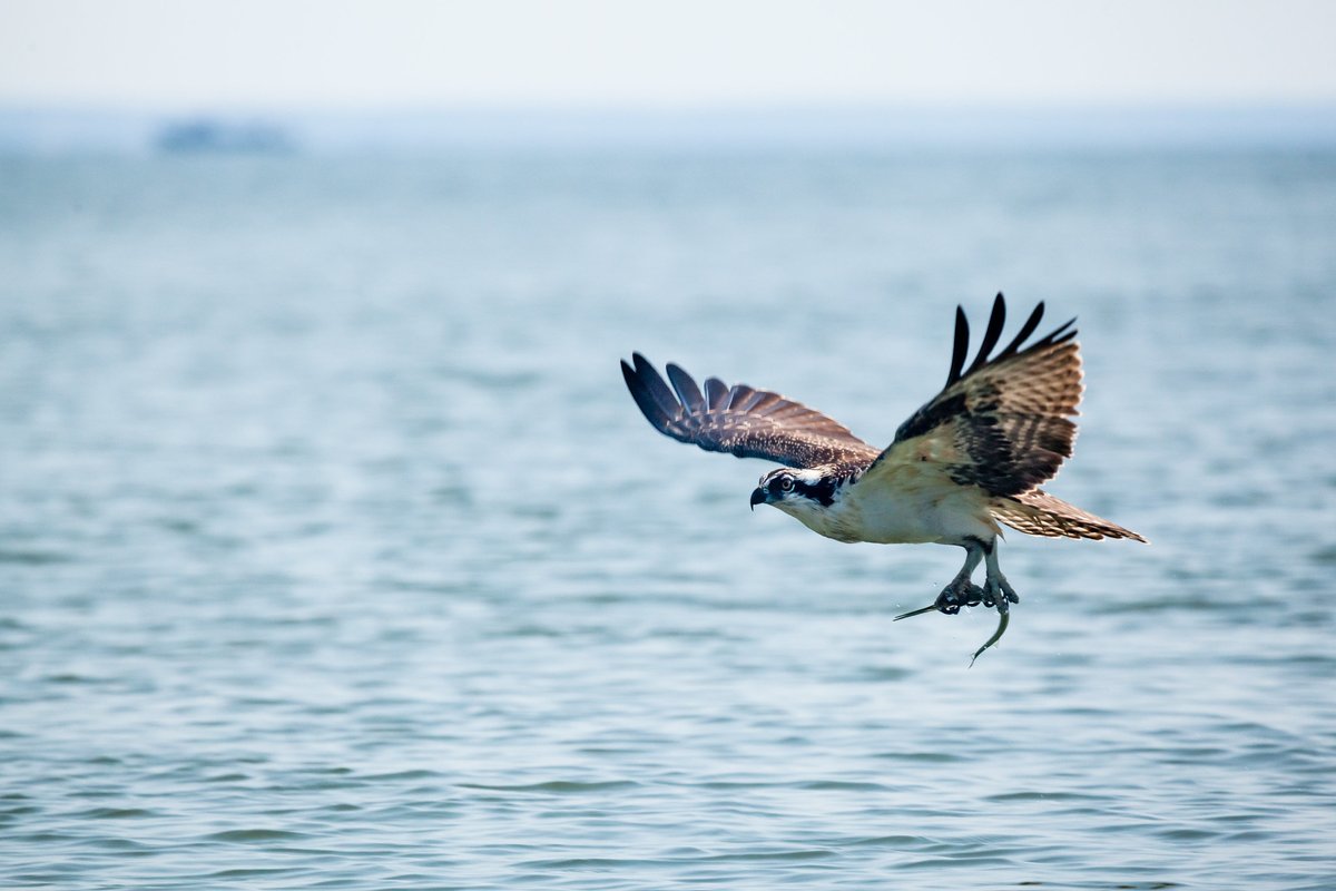 The Chesapeake Bay supports the largest breeding population of osprey in the world! Ospreys are found on every continent except for Antarctica and out of the total population of 100,000 ospreys worldwide, 20,000 breed on the Chesapeake Bay. 📸Will Parson/Chesapeake Bay Program