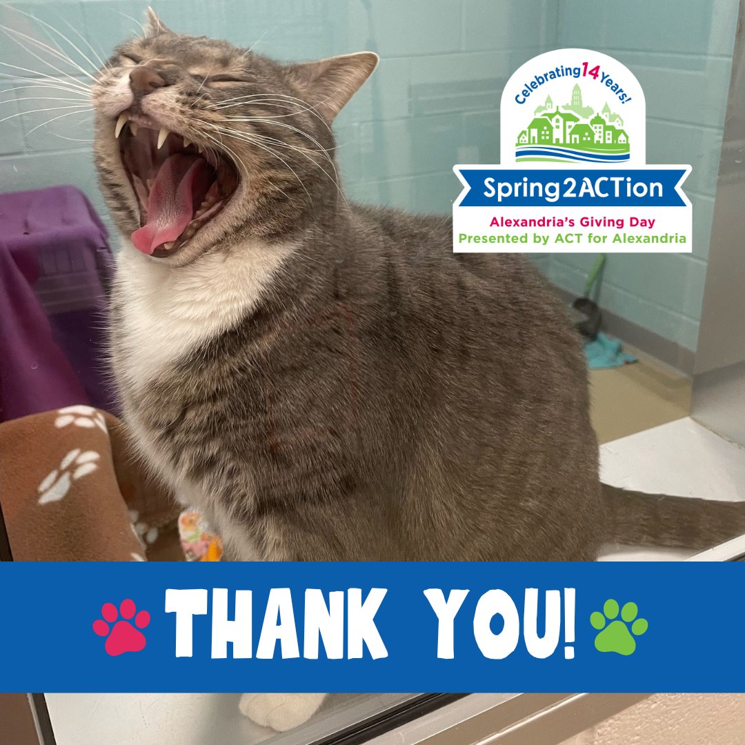 ME-OW! 📢🐾 Adoptable Regina insisted on helping us send a shout-out ... THANK YOU to everyone who donated for Spring2ACTion! We raised just over $20,000 to benefit Alexandria's animals and pet families. #spring2action #alexanimals