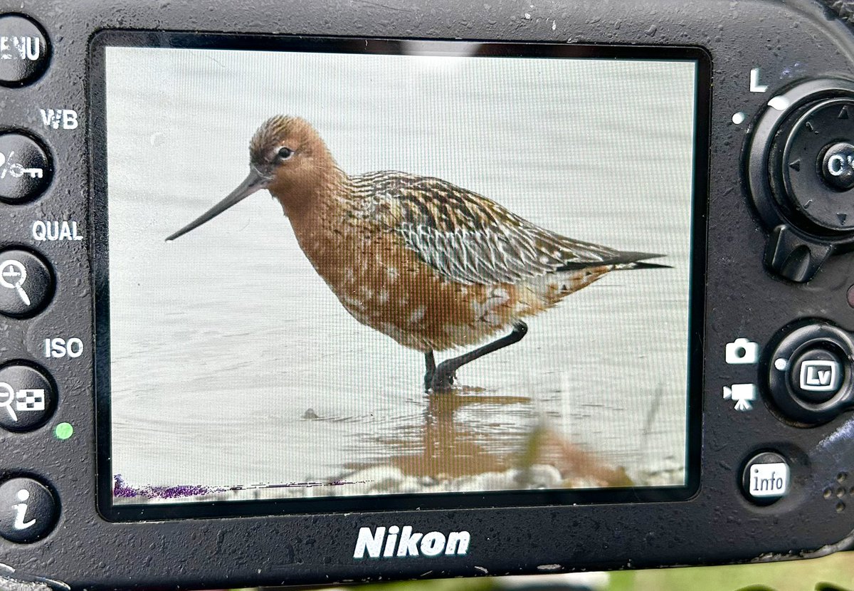 Corrrrr some totally crippling views of 2 male Bar-tailed Godwits at Ferry Lane Lake, Collingham Pits at the moment. One of my favourite birds 🍊 @NottsBirders