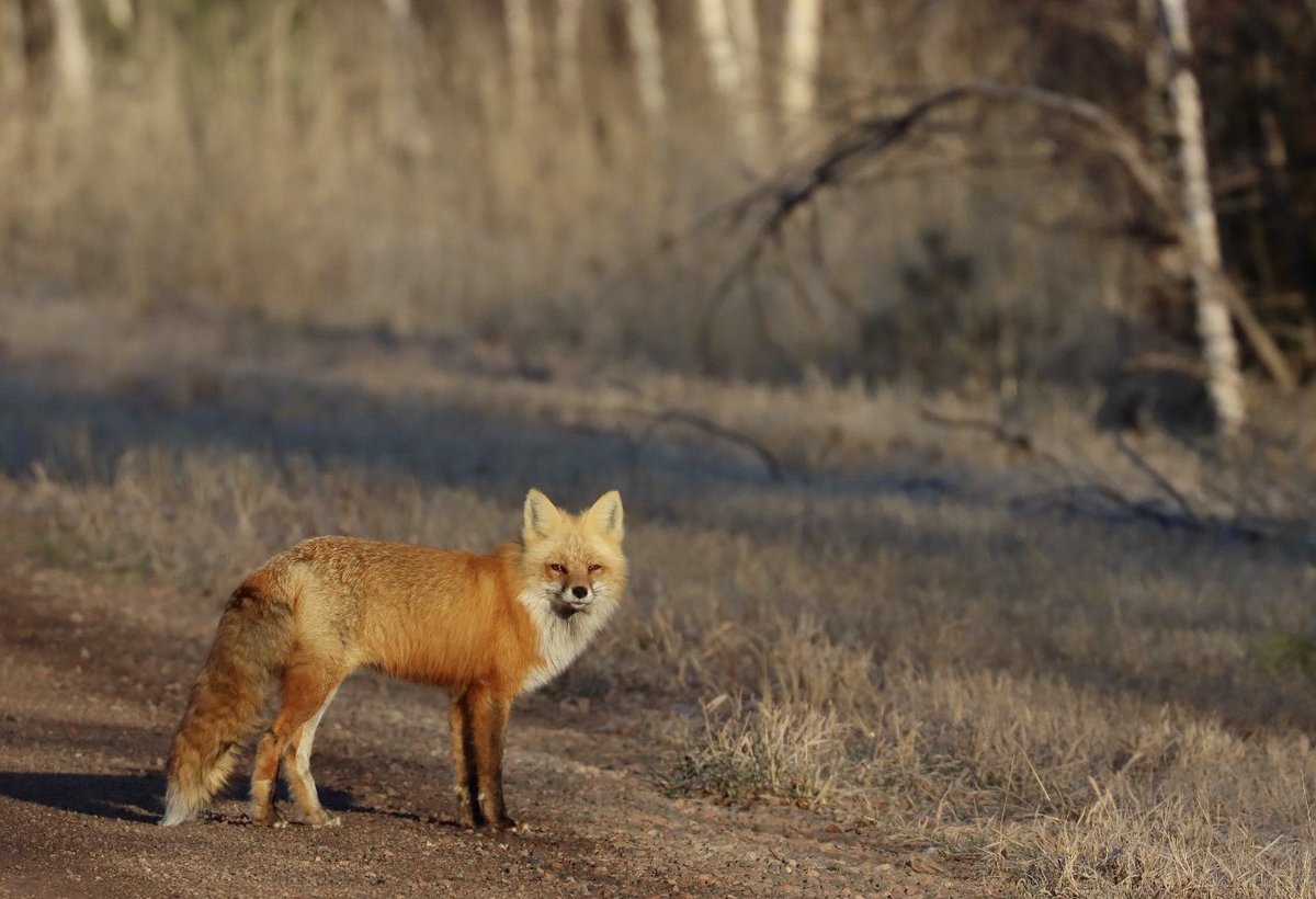 Sunrise fox in Superior National Forest- the highlight of my morning!