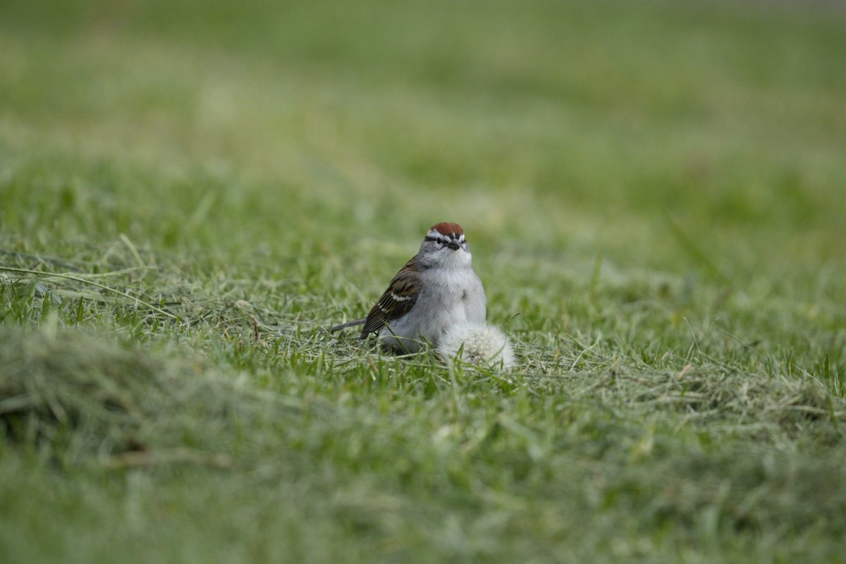 birding_dergn tweet picture