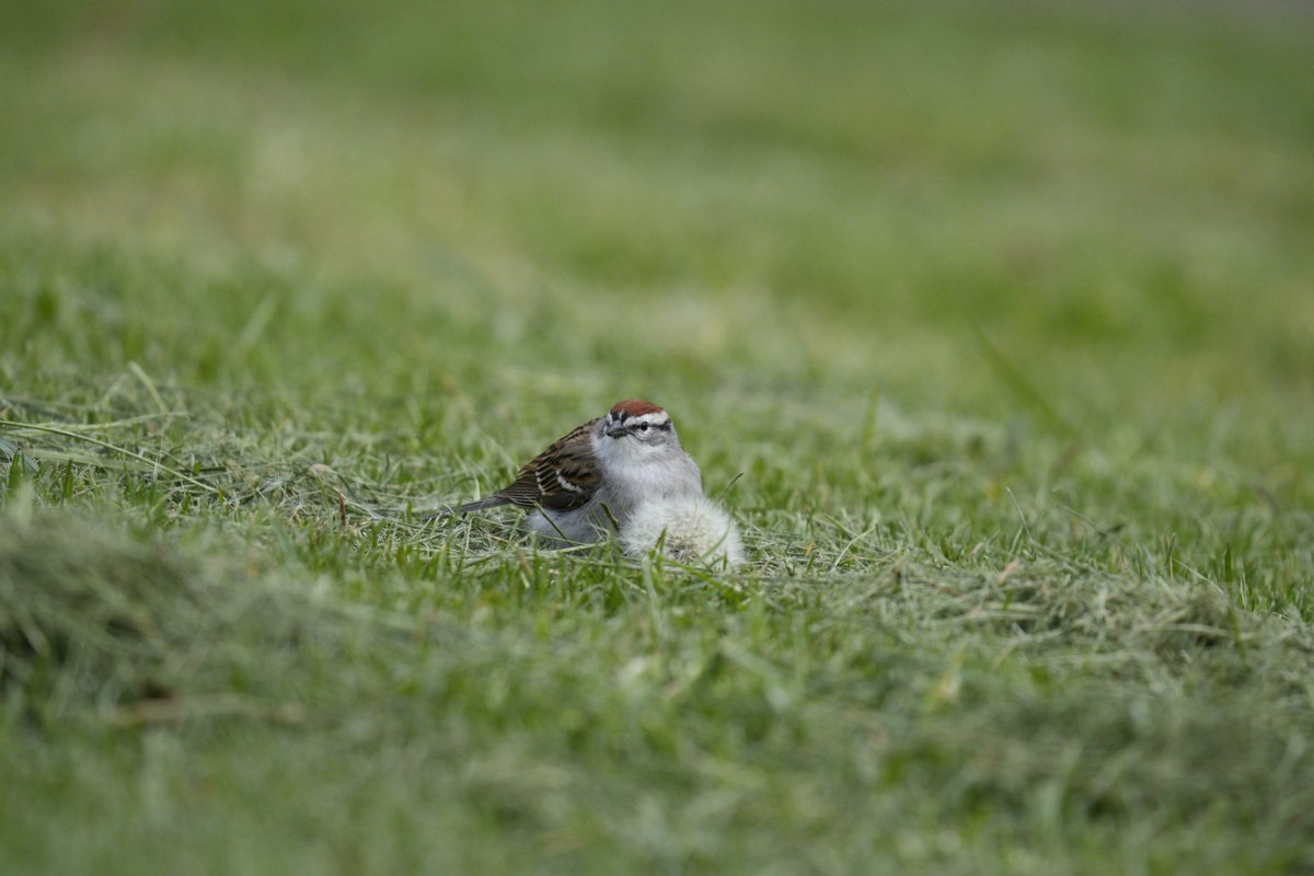 I saw this chipping sparrow eating dandelion seeds and it has to be the cutest thing I've ever seen