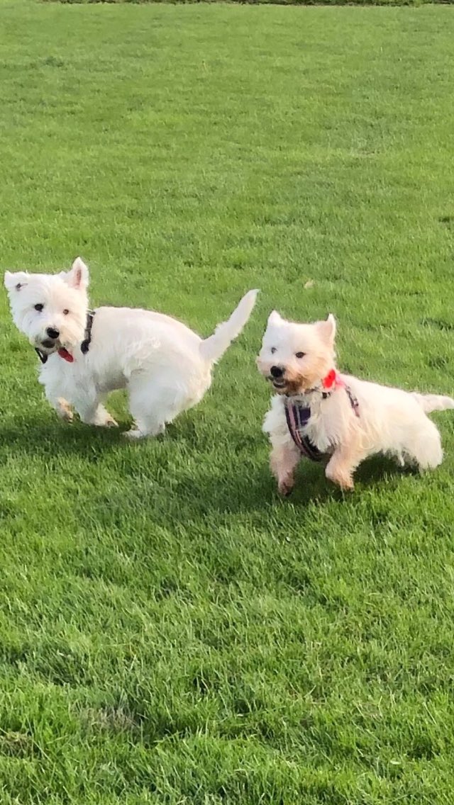 #ThrowbackThursday Angus and Maggie having fun. 🐶🐶😍#westies