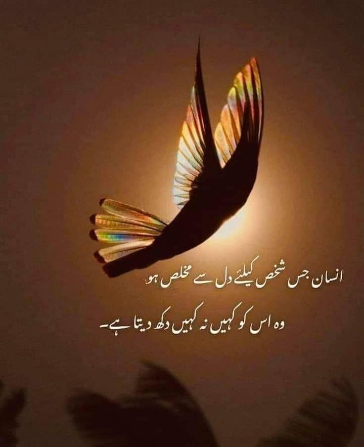 Pindi Boy tweet media