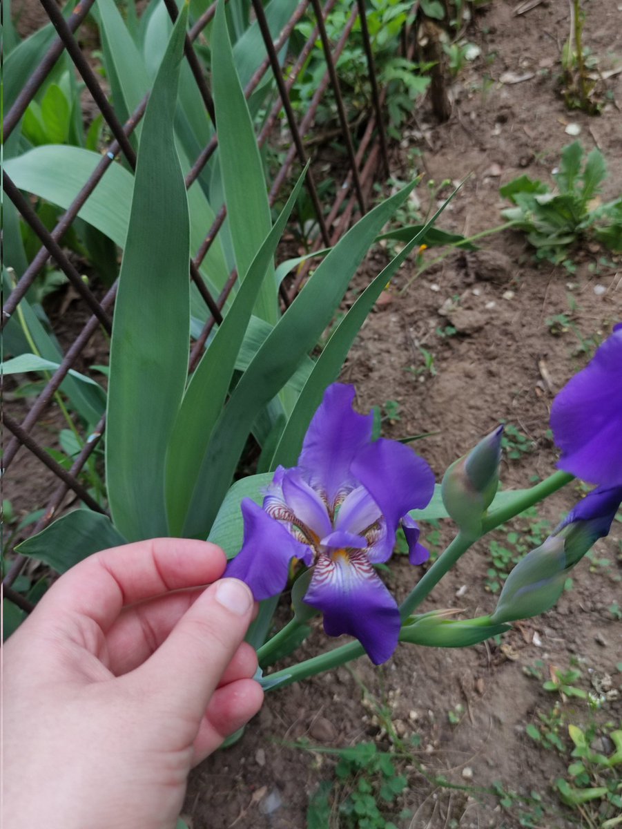 Guys, why the hell did irises grow near my house???