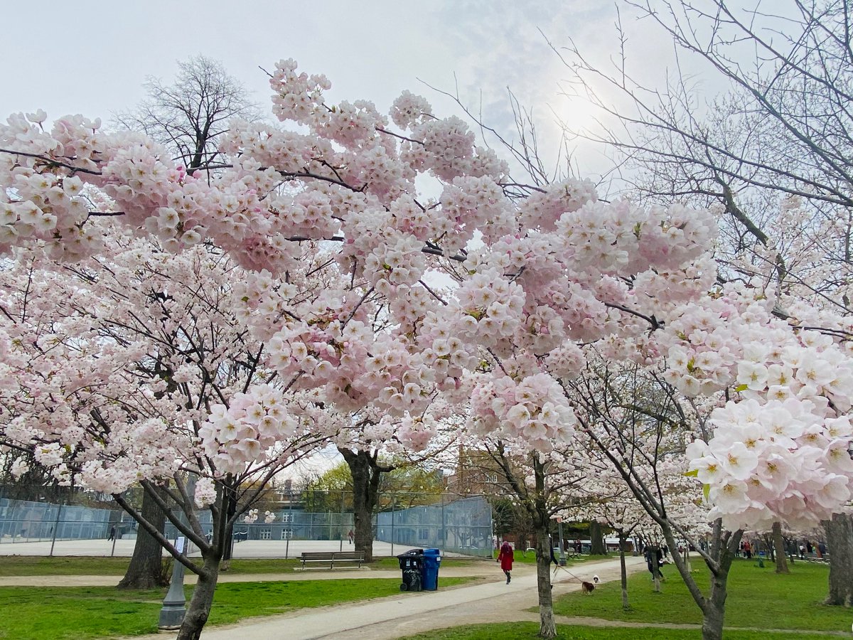 It’s #April25 - a beautiful day to check out Toronto’s cherry trees in bloom! 🌸 There are lots of places to enjoy blossoms around the city. Going to #HighPark? Remember it’s closed to vehicular traffic, so walk, ride your bike or take the TTC. toronto.ca/cherryblossoms 🌸