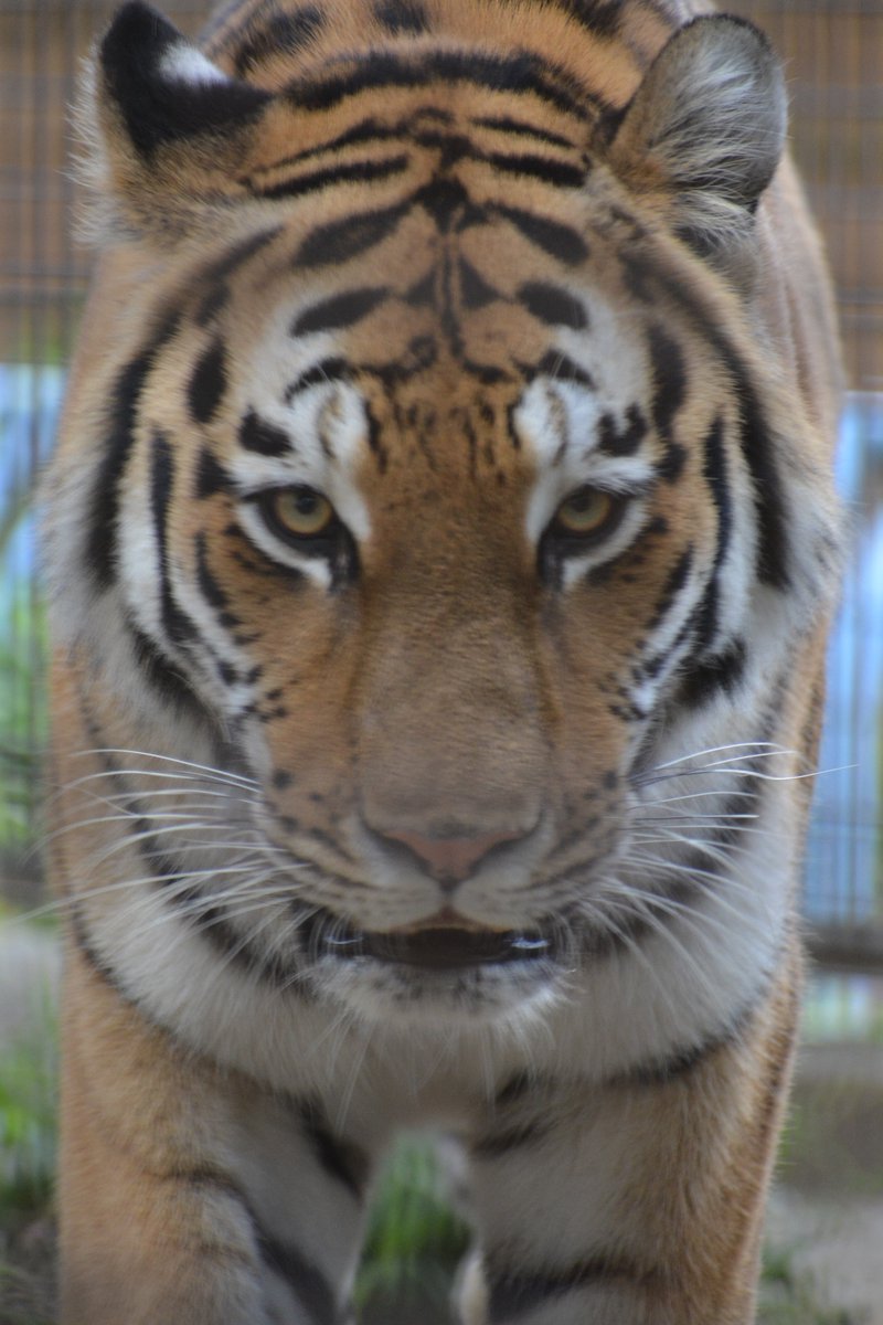 新くんと和ちゃんがかみね動物園に来るの嬉しい😃
会いにいくね😊
#茶臼山動物園 
#かみね動物園 
#アムールトラ 
#新
#和