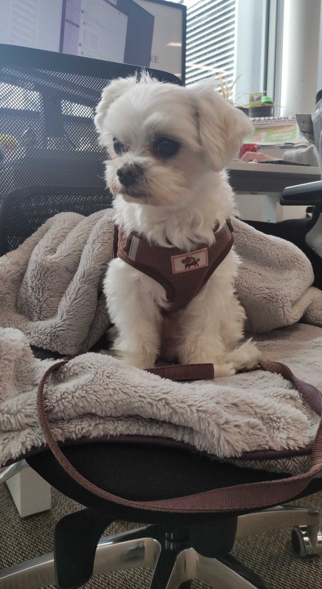 We were delighted to welcome our newest member of the team, Mr. Winthorpe, to the office today! 🎉🐶 He was hard at work today joining in with brainstorming, meetings and doing lots and lots of important work (being cute and cozy) 💼 💖 #OurTeam