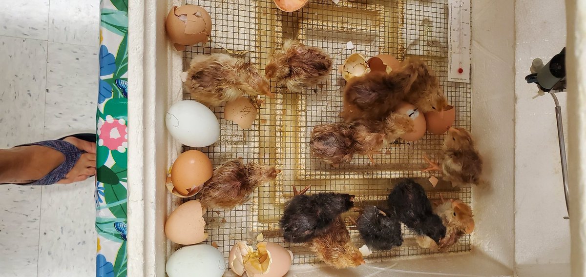 MsLieferKdg's tweet photo. We ended up with 14 lovely chicks this week. They are happily living the life back at the farm. #redbud132 https://t.co/SNZOtCF7Ox