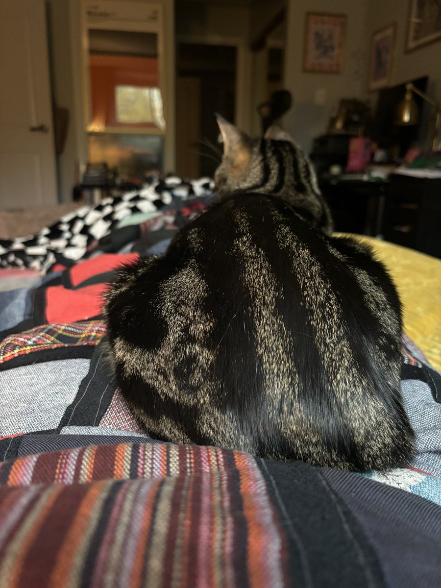 Hi, I have a cat now. His name is Jasper Saturday McLaren and I’ve had him since Saturday. Day six and this morning I held him like a baby against my chest during morning cuddles. Now he is on my legs. He is my first pet. I love him and he is changing my whole life.