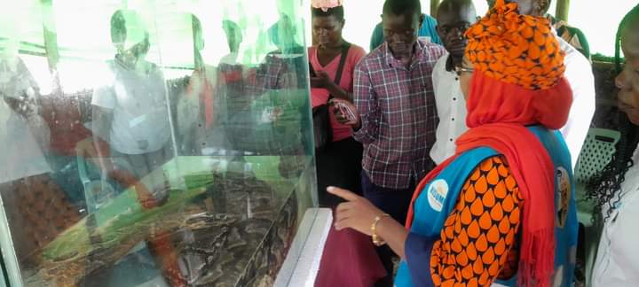 Thriving_luos's tweet photo. Kisumu  County residents line up to  view the legendary python #Omieri that is the key highlight of the ongoing #FishFiesta celebrations in Kisumu. https://t.co/IQLrSL6FgQ
