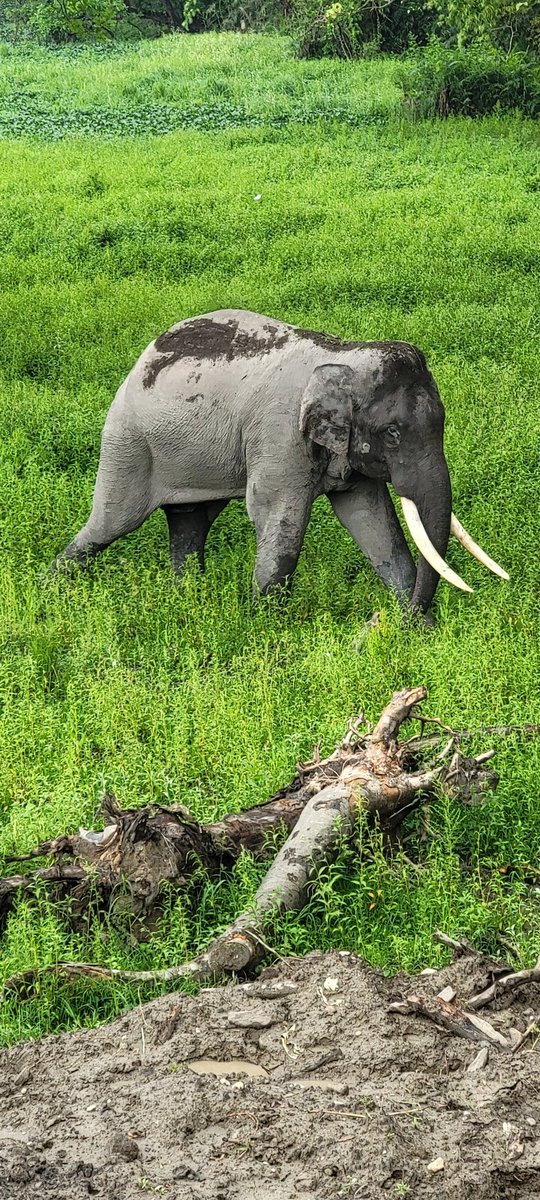 A wild tusker. Kaziranga. #RNPics