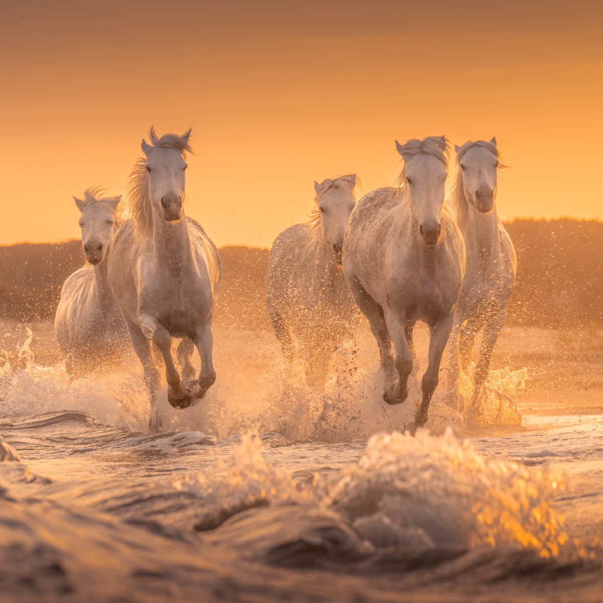 Running horses on the coast at Camargue