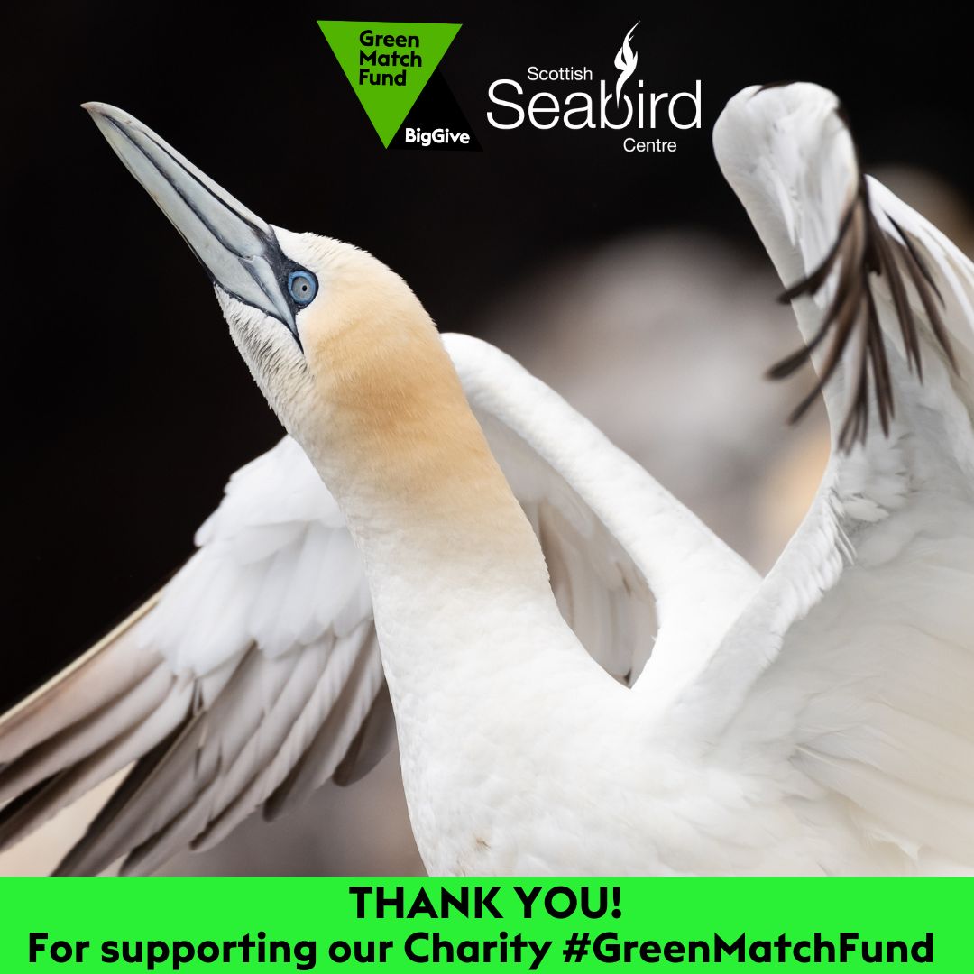 A HUGE thank you to everyone who donated to our #GreenMatchFund this week🙌 We made our campaign target which is amazing and will help support our vital marine #conservation & #education projects - including #SOSPuffin. Thank you💙