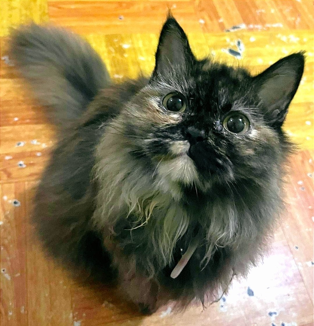 imghemini09's tweet photo. My forever babygirl😻 https://t.co/nF9YlA3hCZ